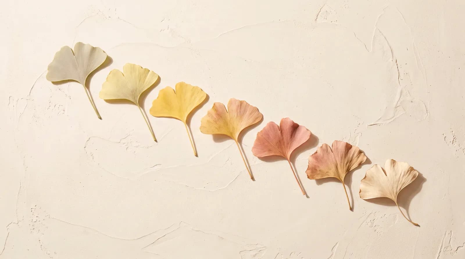 Seven ginkgo leaves in a diagonal row on cream plaster, shifting from soft mauve through gold and rose to pale cream.